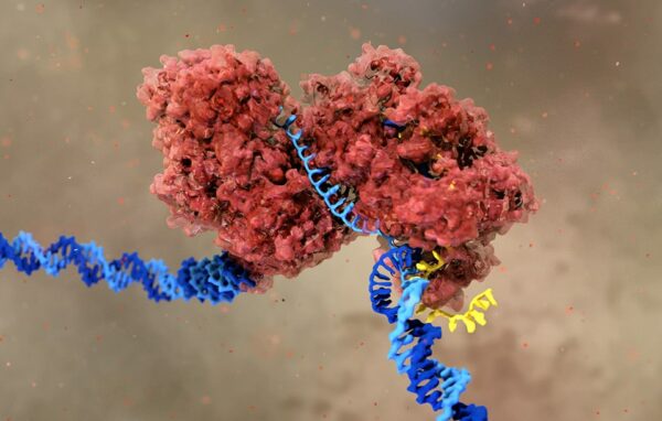 Illustration CRISPR CAS9 sur l'ADN