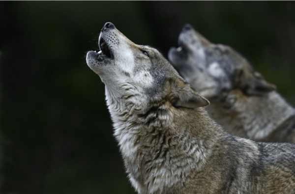hurlement loup