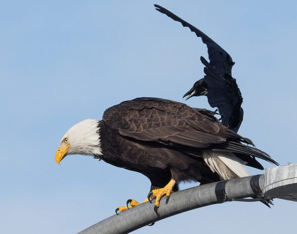 Photo houspillage d'un aigle par un corbeau