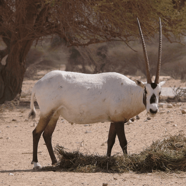 Photo d'un Oryx d'Arabie