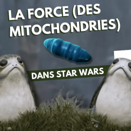 mitochondries